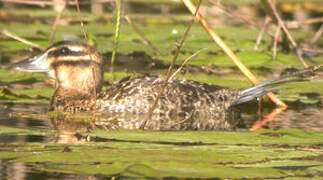 Masked Duck