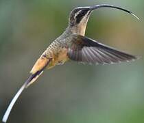 Tawny-bellied Hermit