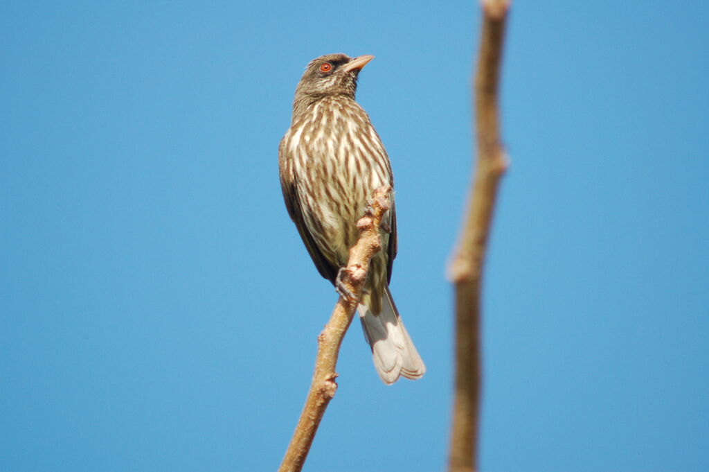 Palmchat