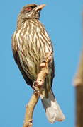 Palmchat