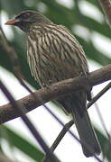 Palmchat