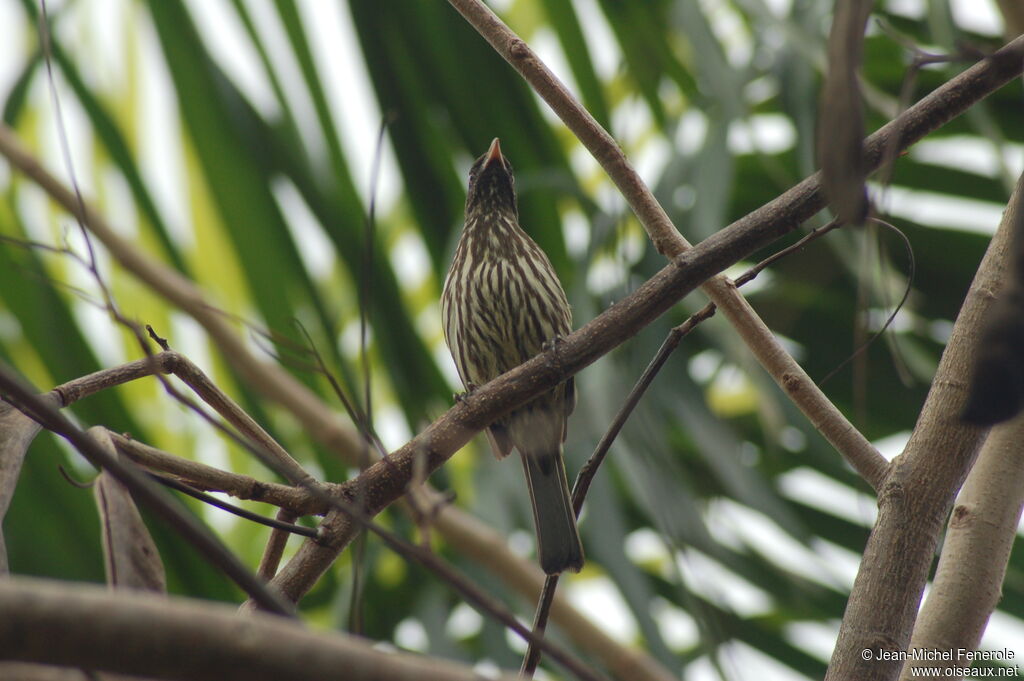 Palmchatadult breeding