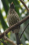 Palmchat