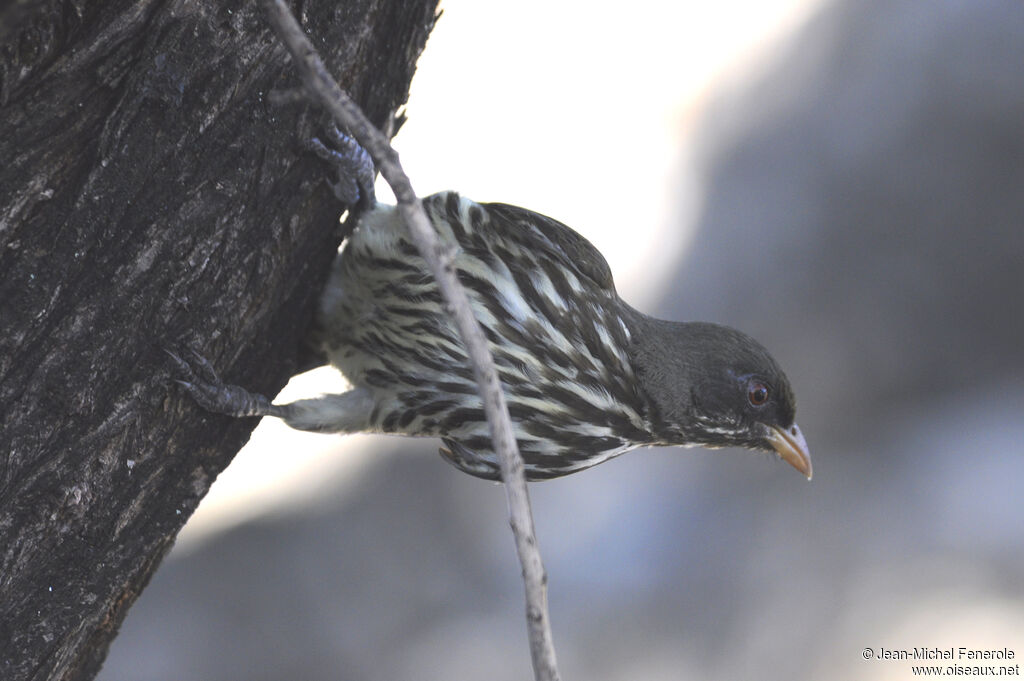 Palmchat