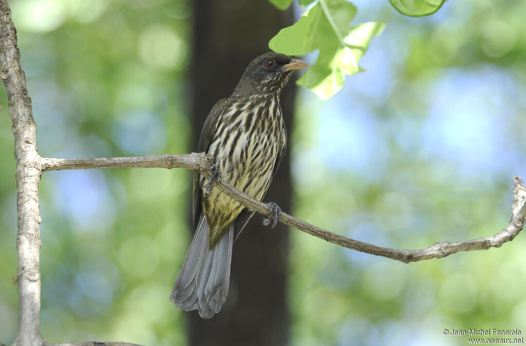 Palmchat