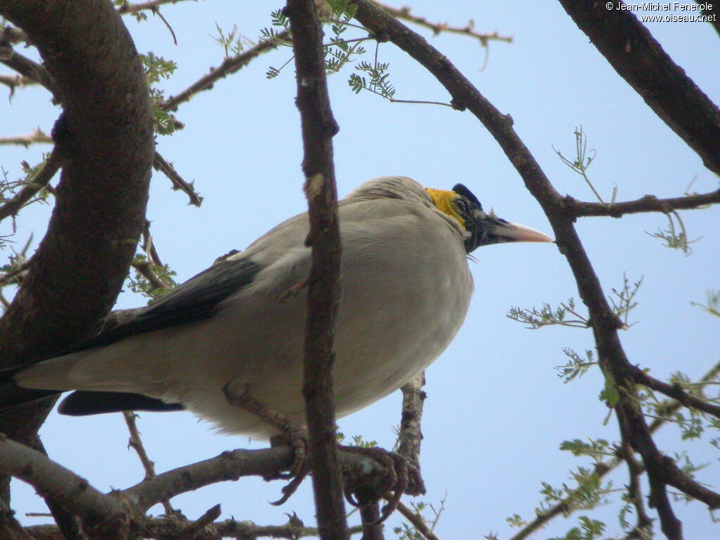 Wattled Starling