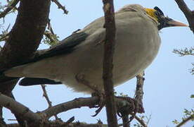 Wattled Starling