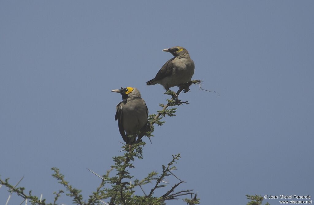 Wattled Starling