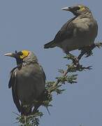 Wattled Starling