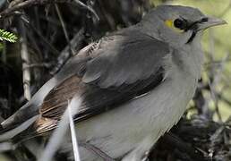 Wattled Starling