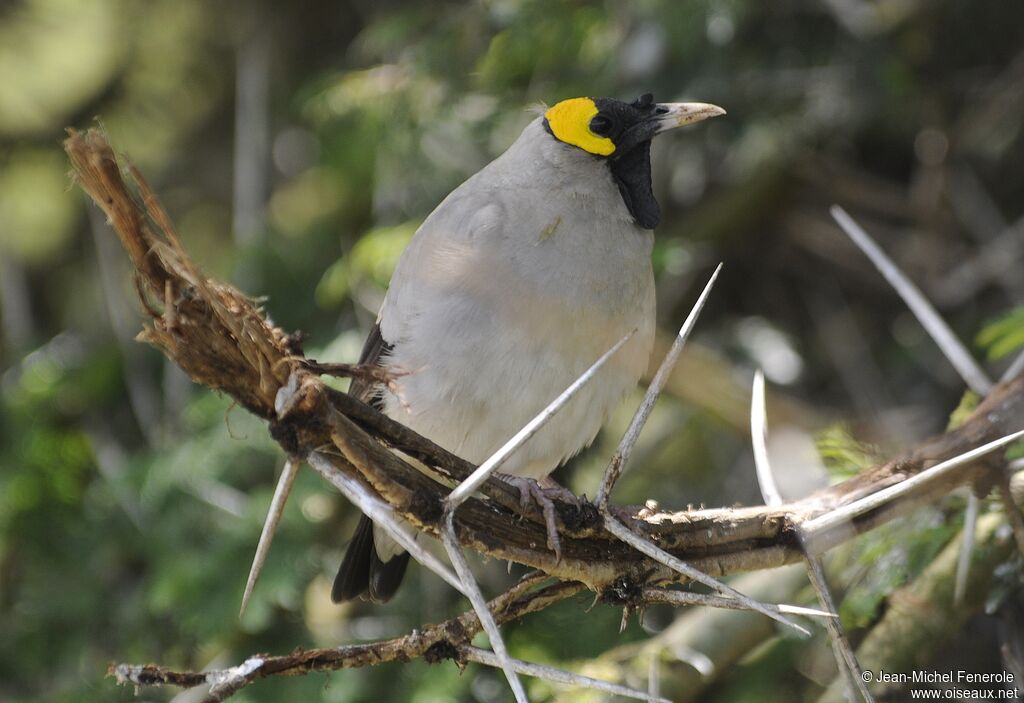 Wattled Starling