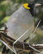 Wattled Starling