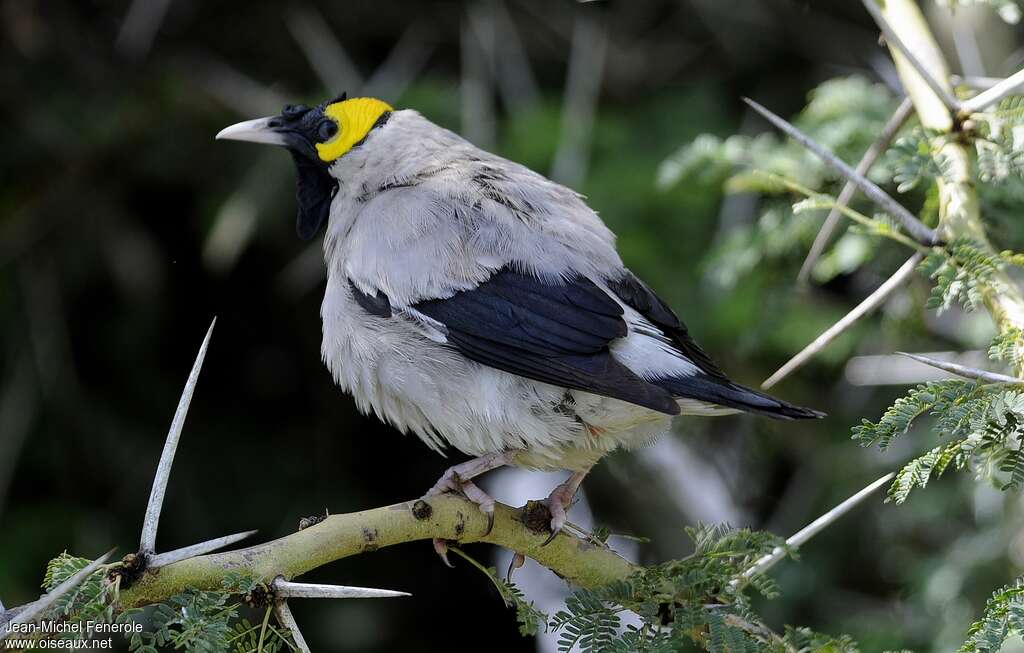 Étourneau caronculé mâle adulte nuptial, identification