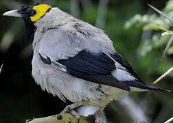 Wattled Starling