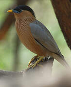 Brahminy Starling