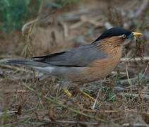 Brahminy Starling