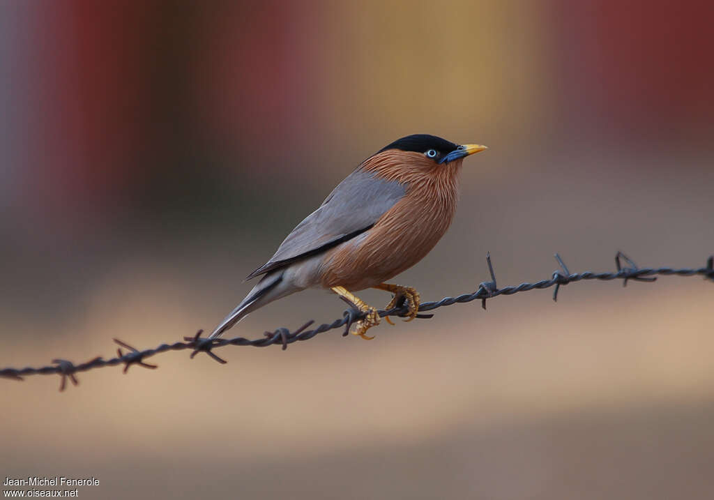 Brahminy Starlingadult, identification