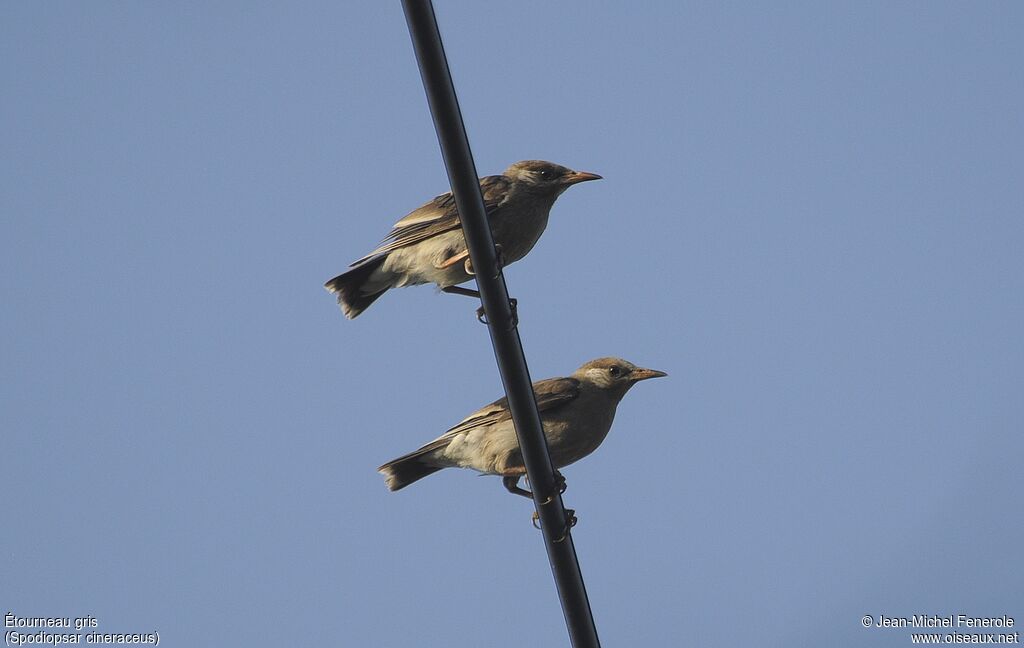 White-cheeked Starlingimmature