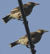 White-cheeked Starling