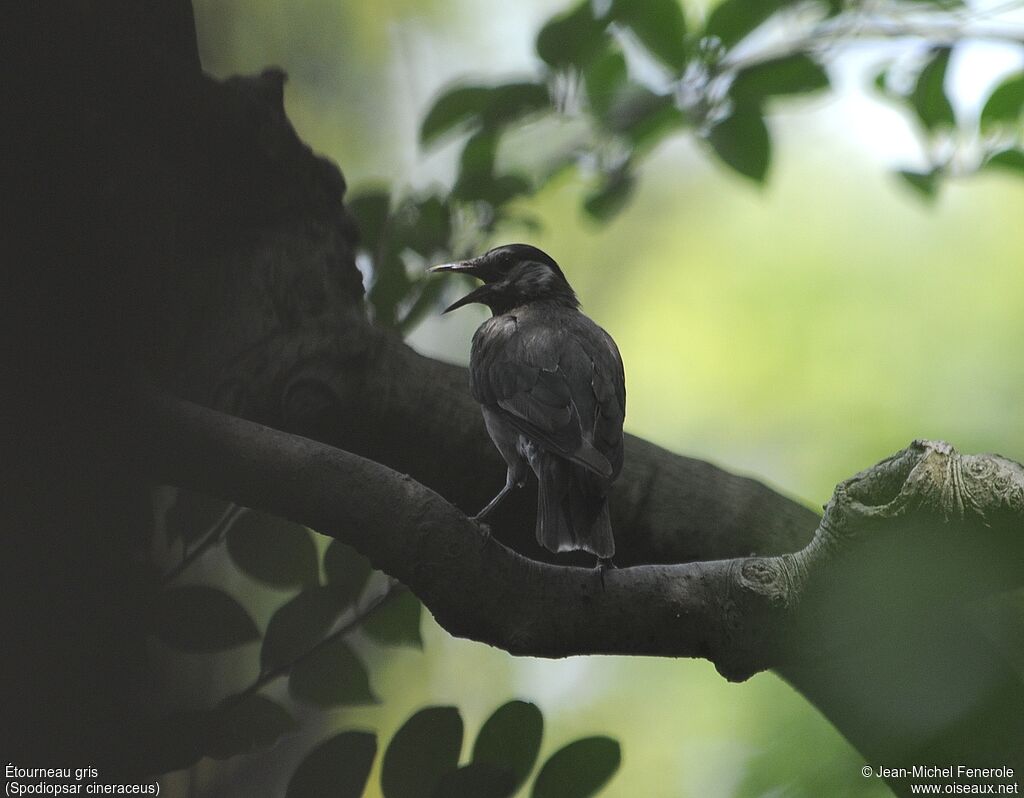 White-cheeked Starling