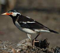 Indian Pied Myna