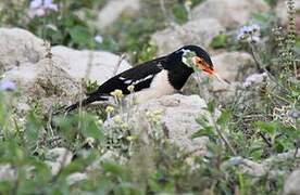 Indian Pied Myna