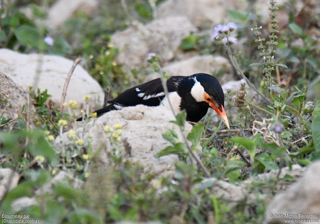 Indian Pied Myna