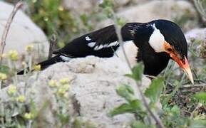 Indian Pied Myna