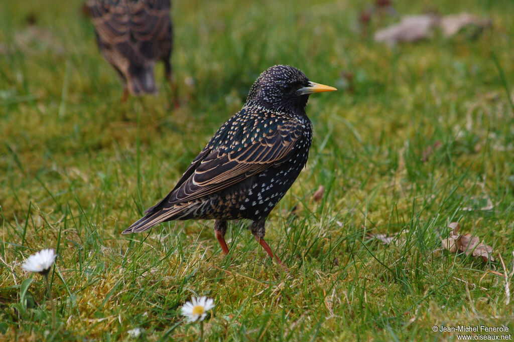 Common Starling