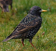 Common Starling