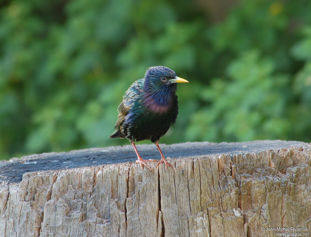 Common Starling