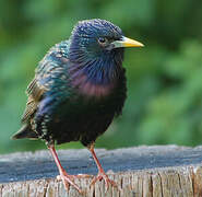 Common Starling