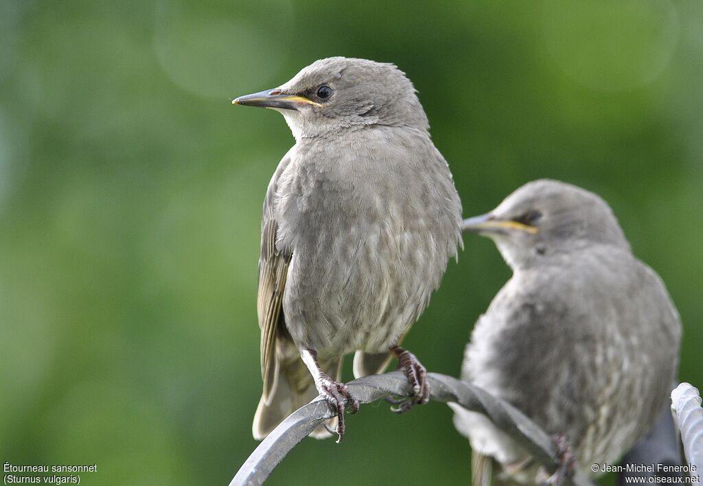 Common Starling