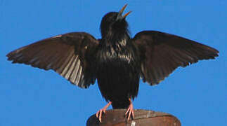 Spotless Starling