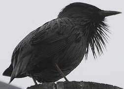 Spotless Starling