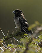 White-winged Widowbird