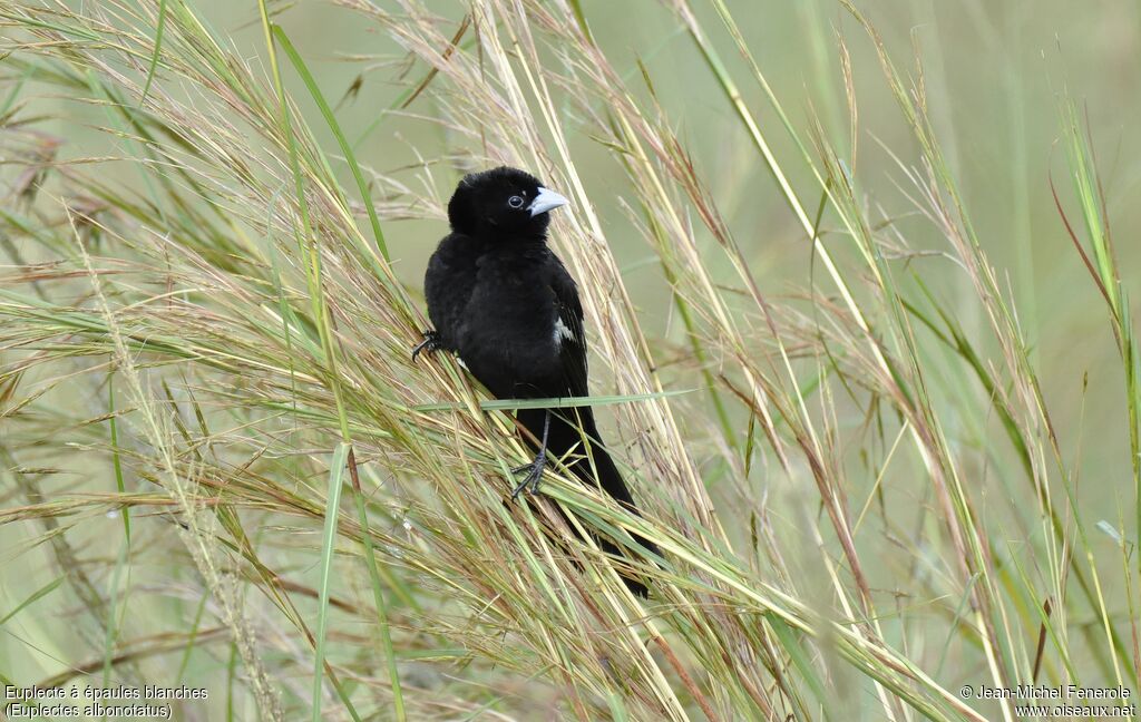 White-winged Widowbird