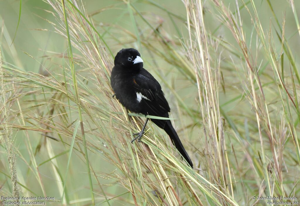 White-winged Widowbird