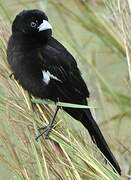 White-winged Widowbird