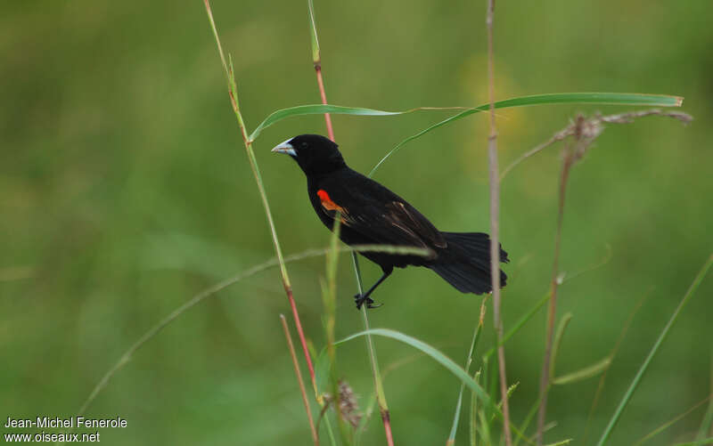 Fan-tailed Widowbird male adult, habitat, pigmentation