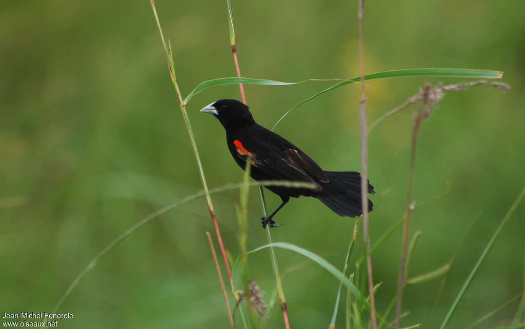 Euplecte à épaules orangées mâle adulte, habitat, pigmentation