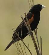 Fan-tailed Widowbird