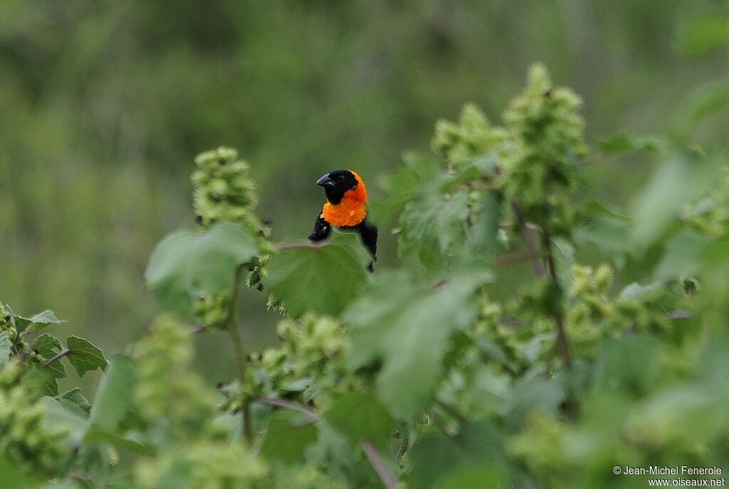 Black Bishop