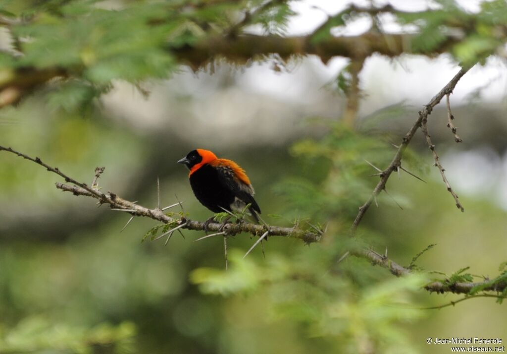 Black Bishop