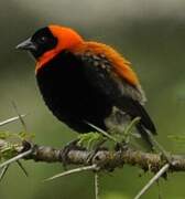 Black Bishop