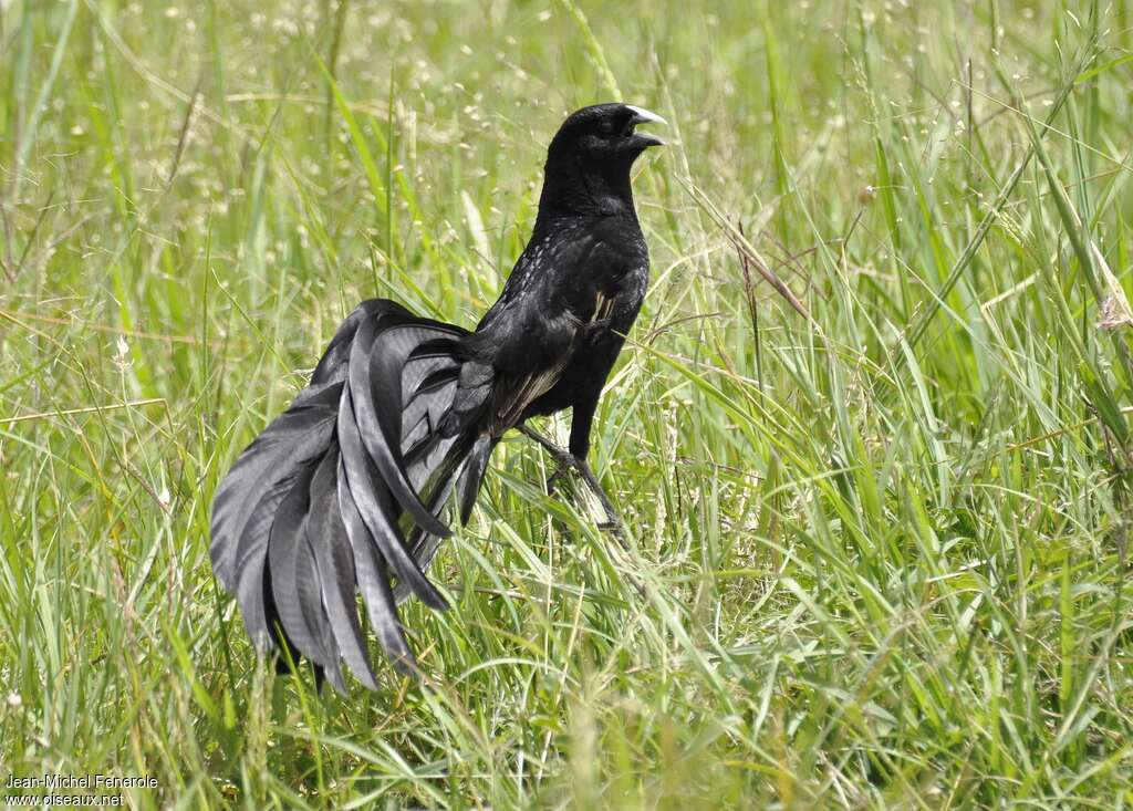 Jackson's Widowbird male adult breeding, aspect