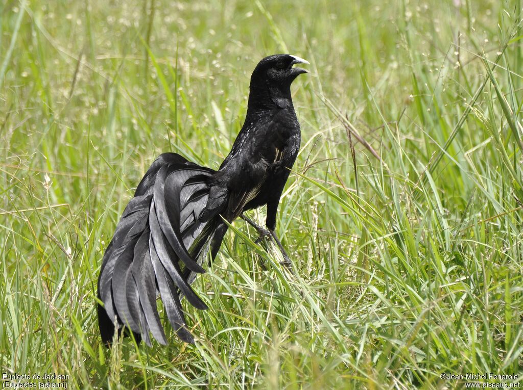 Jackson's Widowbird