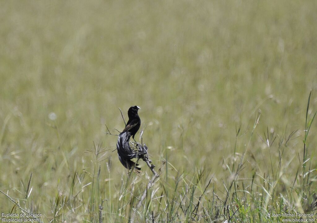 Jackson's Widowbird