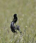 Jackson's Widowbird