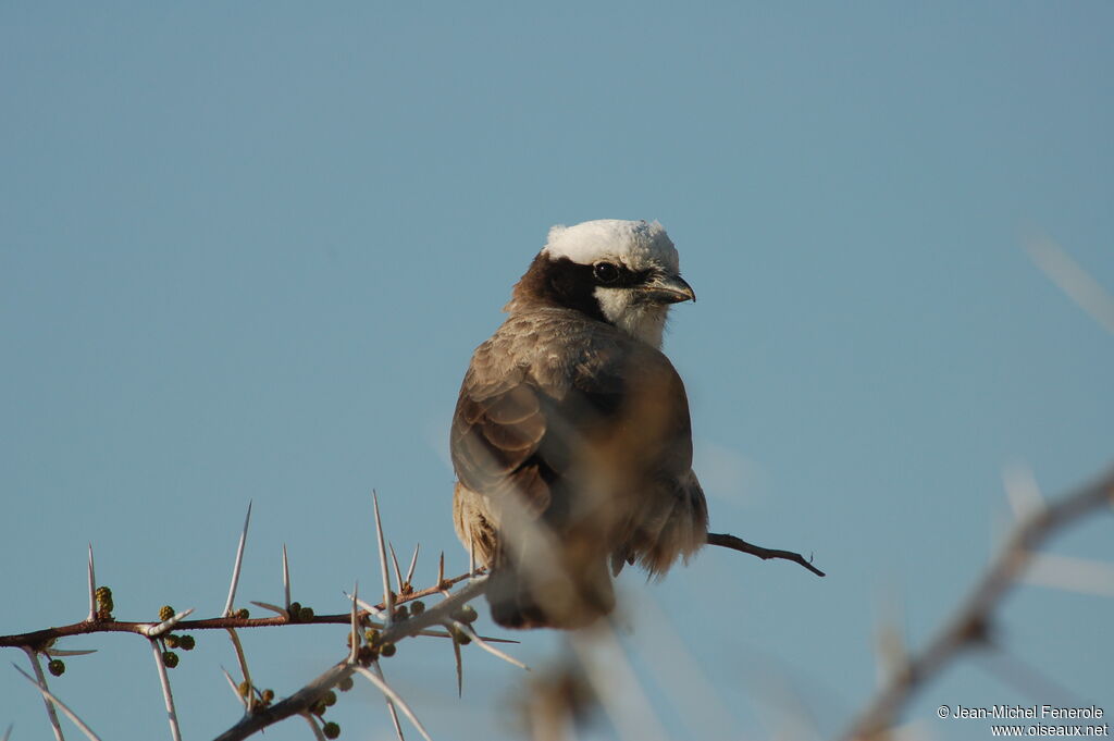 Southern White-crowned Shrikeadult, identification